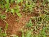 Acromyrmex sp.